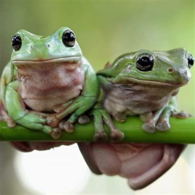  The Two Frogs: An Exploration into the Duality of Nature and Choice