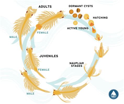 What do you feed brine shrimp, and why do they thrive on such simplicity?